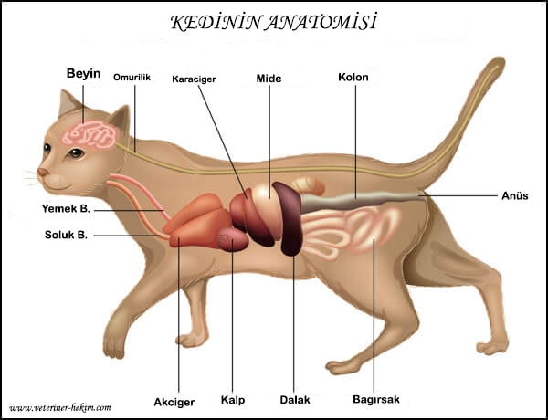 kedi anatomisi- kedilerde ishal