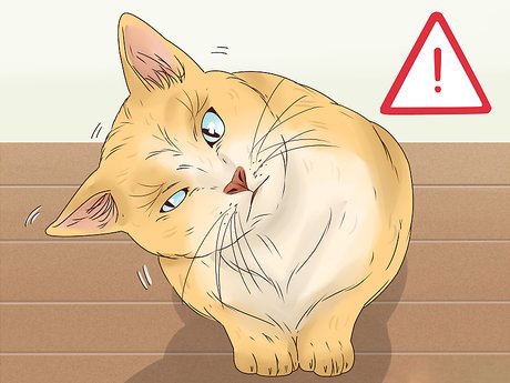 kedi orta kulak enfeksiyonu