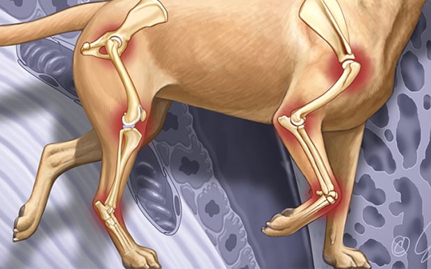 osteoarthritis köpeklerde