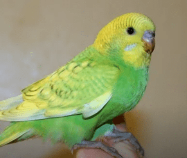 sarı yeşil muhabbet kuşu